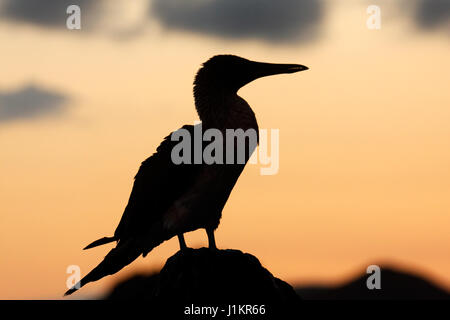 La silhouette della blue-footed booby da Galápagos Foto Stock