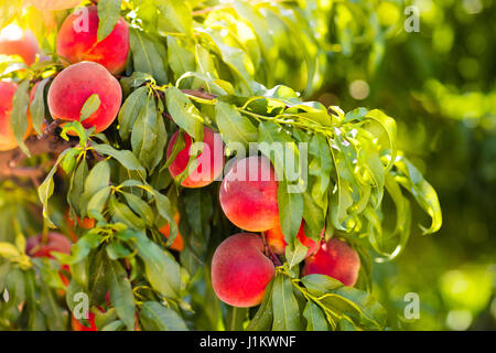 Mature gustoso peach su albero nella soleggiata estate Orchard. Scegliere il proprio maso frutticolo con struttura in pietra a maturare le pesche. Delizioso e sano nutrizione organica. Foto Stock