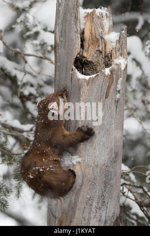 American Martora / Baummarder / Fichtenmarder ( Martes americana ) in inverno mentre nevicata, arrampicata al di fuori di un foro in un marcio ceppo di albero, giallo Foto Stock