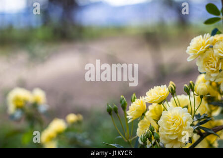 Piccolo arbusto giallo rose con profondità di campo ridotta e sfondo sfocato Foto Stock