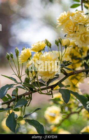 Piccolo arbusto giallo rose vicino fino in giardino Foto Stock