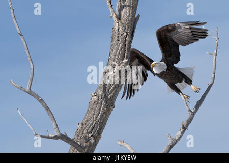 Aquila calva / Weisskopfseeadler ( Haliaeetus leucocephalus ) su una bella giornata invernale, tenendo fuori da un albero di pioppi neri americani, Yellowstone, Montana, USA. Foto Stock