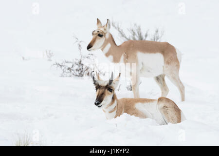 Pronghorns / Gabelboecke ( Antilocapra americana ) / Gabelantilopen, maschio e femmina in inverno, giacente, riposo, in piedi accanto a ciascun altro nella neve, Y Foto Stock