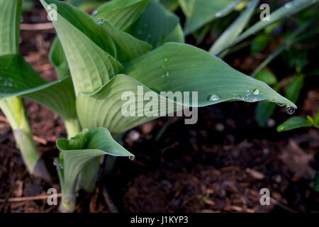 Close up di gocce di pioggia aggrappati a verde hosta Foto Stock