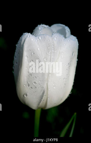 Tulipano bianco coperto di gocce di pioggia Foto Stock