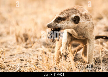 Suricate nella sabbia del deserto di Kgalagadi, Botswana, Africa Foto Stock