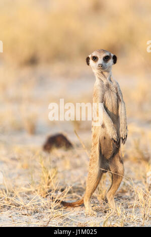 Suricate nella sabbia del deserto di Kgalagadi, Botswana, Africa Foto Stock