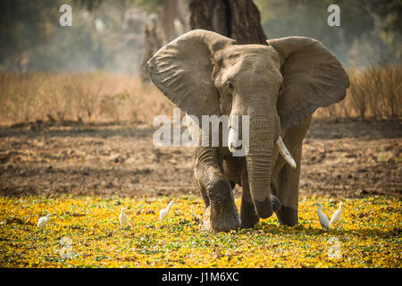 Alimentazione di elefante e camminare nella palude Foto Stock