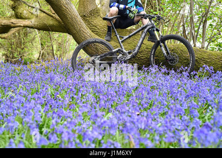 Mountain biker in blue bell campagna Foto Stock