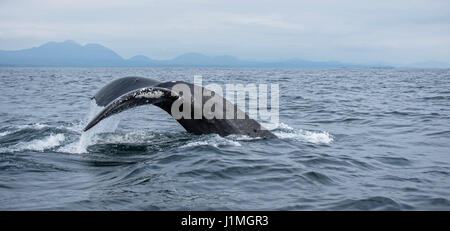 Humpback Whale mostra la sua fluke come si inizia un tuffo Foto Stock