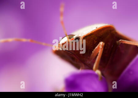 Super macro foto di bedbug Foto Stock