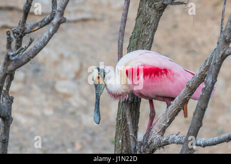 Roseate Spoonbill presso Smith Oaks Rookery ad alta Isola, Texas. Foto Stock