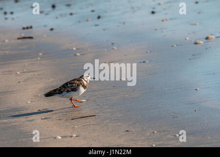 Semi-palmated Plover giocando in le onde in Galveston East Beach in inizio di mattina di luce. Foto Stock