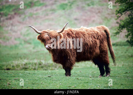 Highland mucca, sulla sommità del promontorio di fieno, Brecon Beacons Foto Stock