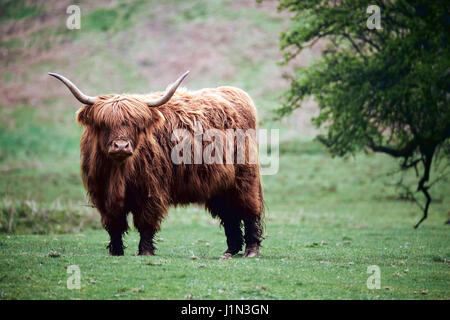 Highland mucca, sulla sommità del promontorio di fieno, Brecon Beacons Foto Stock