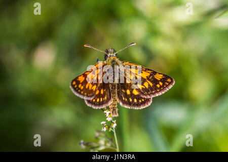 Un artico skipper è seduta su una erba-stock Foto Stock