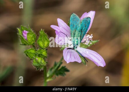 Un verde forester è seduta su un fiore Foto Stock