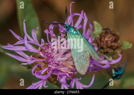 Un verde forester è seduta su un fiore Foto Stock