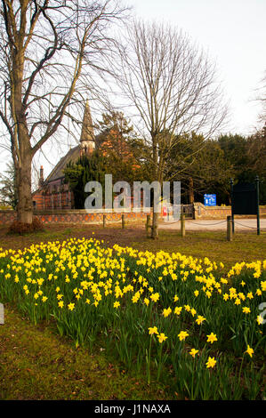 San Michele e Tutti gli Angeli chiesa parrocchiale, Crewe Green ,Crewe Cheshire, in primavera con i narcisi crescente sul villaggio verde Foto Stock