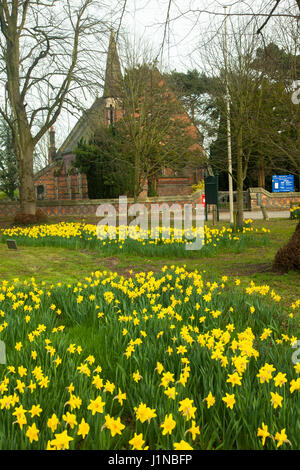 San Michele e Tutti gli Angeli chiesa parrocchiale, Crewe Green ,Crewe Cheshire, in primavera con i narcisi crescente sul villaggio verde Foto Stock