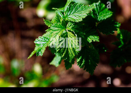 Foglie di RIBES NERO BUSH IN PRIMAVERA Foto Stock