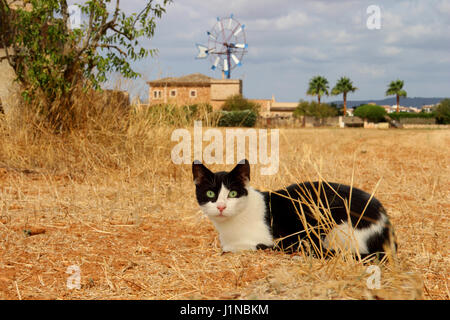 Il gatto domestico, tuxedo in bianco e nero, giace su un strawfield davanti a un mulino a vento Foto Stock