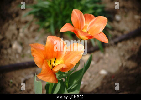 Il vicino e vista superiore del petalo aperto di tulipani di colore arancione. Foto Stock