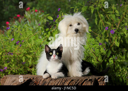 Il maltese del cane e del gatto giovane, seduto su un tronco di albero Foto Stock