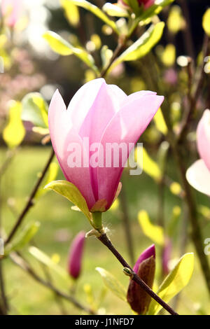 Fiore rosa Foto Stock