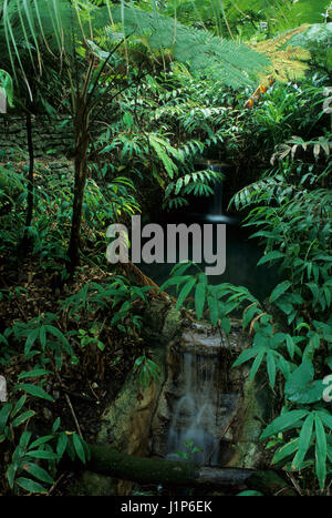 Fern Canyon, il San Diego Zoo, Balboa Park, San Diego, California Foto Stock