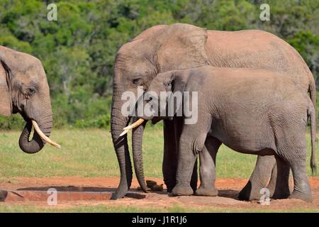 Bush africano Elefante africano (Loxodonta africana), Adulto bull con i giovani di sesso maschile a bere waterhole, Addo Elephant National Park, Capo orientale, Sud Africa Foto Stock