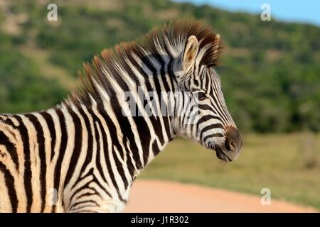Giovani del Burchell zebra (Equus quagga burchellii), su pascoli, Parco Nazionale di Addo, Capo orientale, Sud Africa e Africa Foto Stock