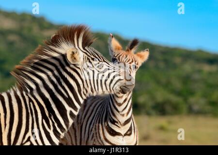 Due giovani del Burchell zebre (Equus quagga burchellii), riproduzione, Parco Nazionale di Addo, Capo orientale, Sud Africa e Africa Foto Stock