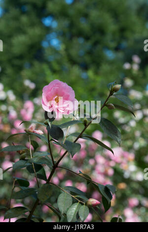 Camellia × williamsii 'Bowen Bryant'. Camellia 'Bowen Bryant' Foto Stock