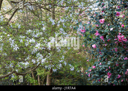 Camellia × williamsii 'Bowen Bryant'. Camellia 'Bowen Bryant' e una Magnolia stellata di albero in aprile. Regno Unito Foto Stock