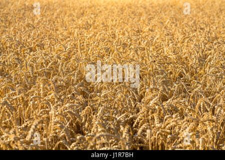 Wheatfield, frumento (Triticum aestivum), mature spighe di grano, Sassonia, Germania Foto Stock