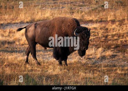 Il bufalo, bisonti americani (Bos bison), animale maschio, il Parco Nazionale di Yellowstone, Wyoming USA Foto Stock