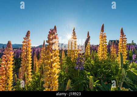 Sole che splende attraverso il giallo multi grandi lasciarono i lupini (Lupinus polyphyllus), il Lago Tekapo, regione di Canterbury, Southland Foto Stock