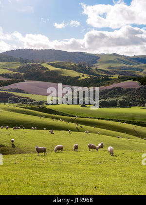 Pecore, gregge al pascolo in un prato, paesaggio collinare, regione di Otago e Southland, Nuova Zelanda Foto Stock