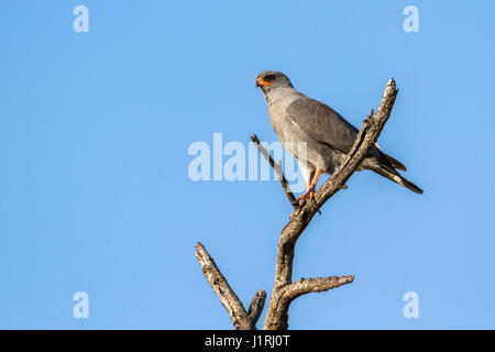 Dark canto-astore nel parco nazionale di Kruger, Sud Africa ; Specie Melierax metabates famiglia di Accipitridae Foto Stock