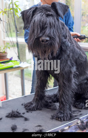 Toelettatura la cresta del gigante nero Schnauzer cane. Il cane è seduto sul tavolo. Tutti i potenziali marchi sono rimossi.verticalmente Foto Stock