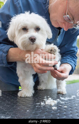 La pettinatura della zampa del cane bianco. Il cane è in piedi sulla tavola di toelettatura con un deliziosamente zampa sollevata e guardando a lui fotocamera. Foto Stock