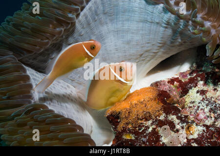 Rosa (anemonefish Amphiprion perideraion), la deposizione delle uova in coppia con uova deposte di fresco. Misool Raja Ampat, Papua occidentale, in Indonesia. Foto Stock