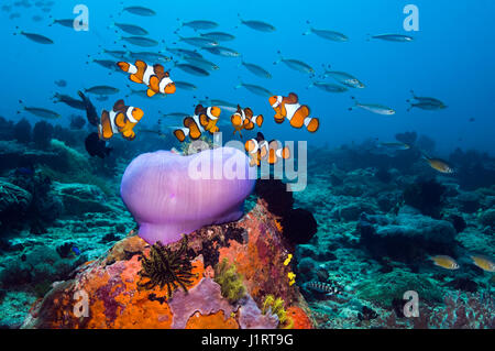 False clown anemonefish [Amphiprion ocellaris] sulla barriera corallina con una chiusa magnifica anemone [Heteractis magnifica]. Indonesia. Foto Stock