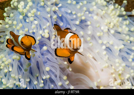 False clown anemonefish [Amphiprion percola] in anemone sbiancato. Parco Nazionale di Bunaken, Nord Sulawesi, Indonesia. Foto Stock