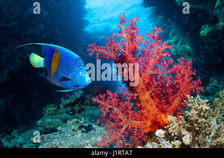 Coral reef scenario con una Yellowbar angelfish [Pomacanthus maculosus] nuoto passato coralli molli. Egitto, Mar Rosso. Foto Stock