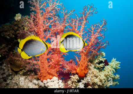 Coppia di Blackbacked butterflyfish [Chaetodon melannotus] nuoto passato soft coral [Dendronephthya sp.]. Egitto, Mar Rosso. Foto Stock