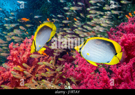 Coral reef scenario con una coppia di Blackbacked butterflyfish [Chaetodon melannotus] egitto mare rosso Foto Stock