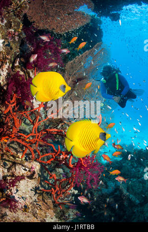 Coral reef scenario con maschio scuba diver guardando Golden butterflyfish Foto Stock