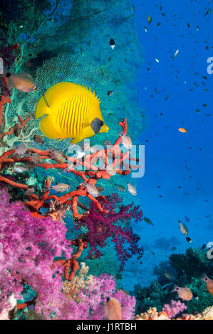 Golden butterflyfish (Chaetodon semilarvatus) nuoto passato coralli molli. Egitto, Mar Rosso. Endemica. Foto Stock